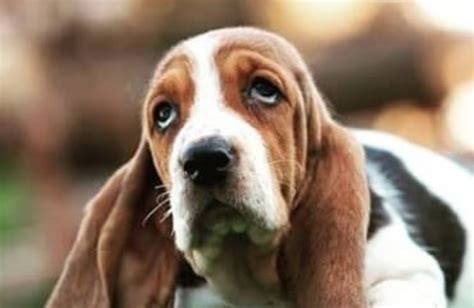 15 Reasons Bassets Are Not The Friendly Dogs Everyone Says They Are