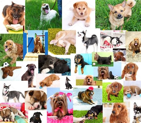 Collage Of Pretty Dogs — Stock Photo © Belchonock 57867343