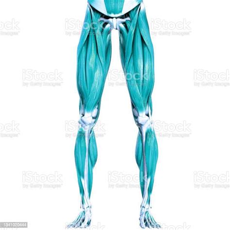 Human Muscular System Muscles Anatomy Stock Photo Download Image Now
