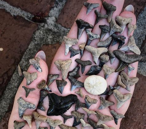 how to find huge shark teeth in myrtle beach grand strand resorts myrtle beach trip shark