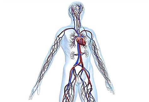 Circulatory Weakness Causes And Therapy Symptoms 2022