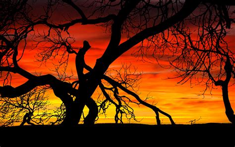 Tree Sunset Silhouette Free Stock Photo Public Domain Pictures