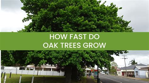 How Fast Do Oak Trees Grow Growth Rate And Sizes