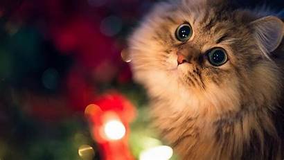 Laptop Wallpapers Animal Christmas Adorable Cats Cat