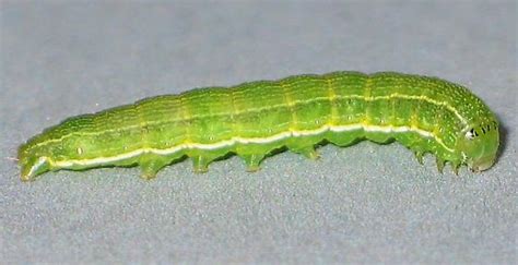 Striped Green Caterpillar Bugguidenet
