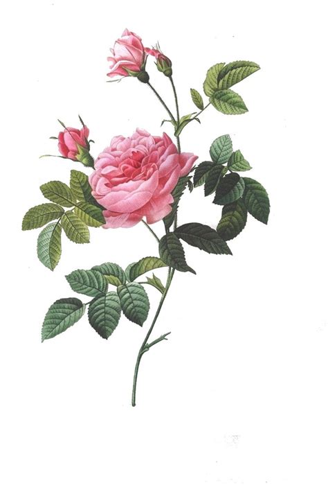 Pin By Cathy Stephens On Flower Clipart Rose Drawing Pink Rose