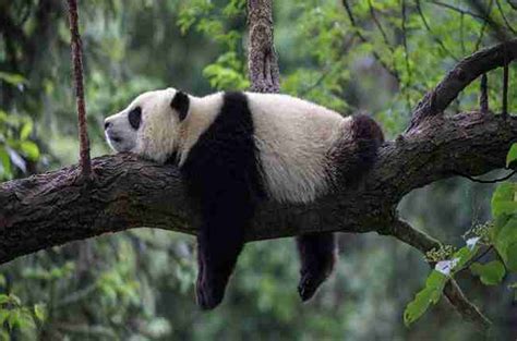 Do Giant Pandas Live In Trees Explained
