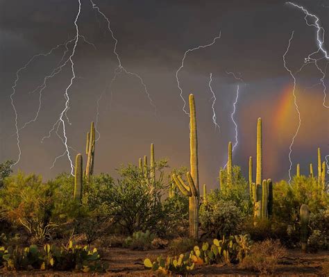 Saguaro Lightning Bing Wallpaper Download