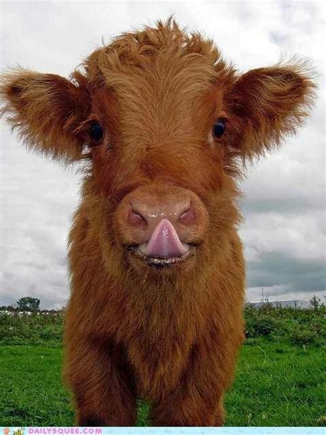Baby Highland Calf ♡ Scottish Highland Cowscattle Or Hairy Coos