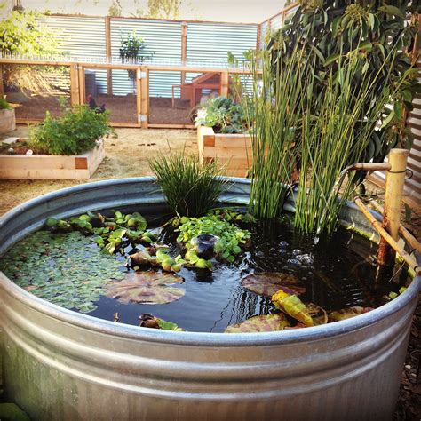 Koi Pond Made From 165 Gallon Galvanized Tub With A 24inch Bamboo