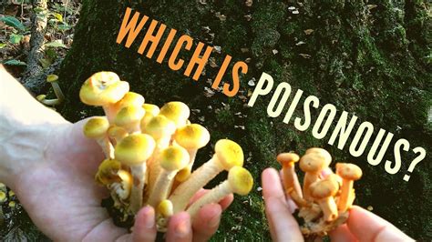 Poisonous Mushroom Identification For Beginners Jack O Lantern Vs 6