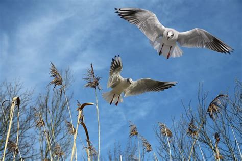 Как летают птицы виды полета птиц устройство пера для парения