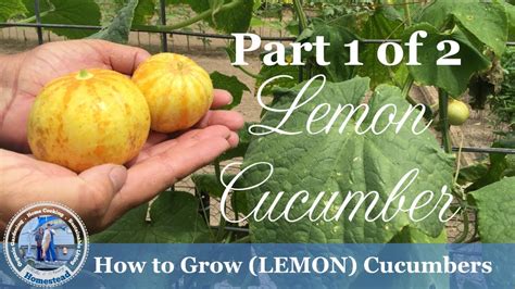 How To Grow Cucumbers Advanced Growing Guide Lemon Cucumbers Youtube