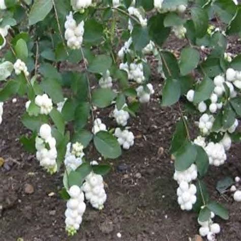 Snow Berry Nutrition Facts Snow Berry Health Benefits