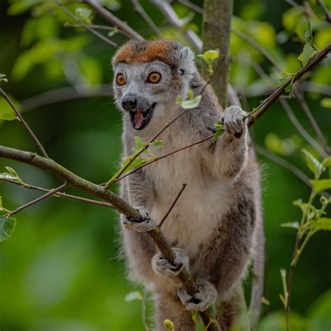 Crowned Lemur Meet Our Animals Plan Your Visit Chester Zoo