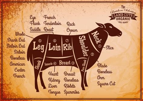 Meat charts beef pork lamb goat the virtual weber bullet, pin on for the health of it, amazon com lamb meat cuts guide chart rustic vintage, free lamb butcher cut chart vector image 1516146, lamb meat cut chart svg png studio cuttable quote for silhouette cameo cricut vinyl. Sheep diagram
