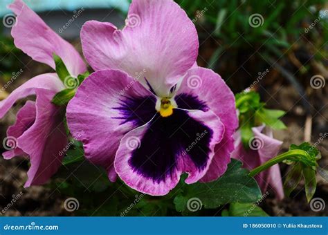 Beautiful Colorful Pansies In The Garden Vivid Pansy Flowers At The