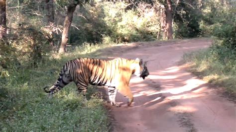 Bandhavgarh National Park And Tiger Reserve Tiger Sighting Mahaman