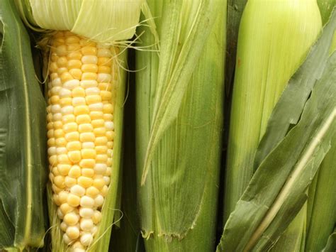 Tips For Planting Sweet Corn And Growing Sweet Corn In Your Garden