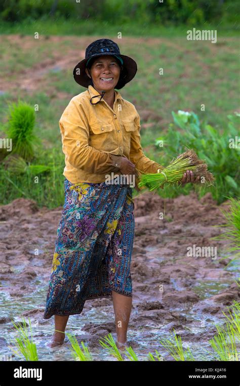Khmer Farmer Working In A Rice Field Battambang Cambodia Stock Photo