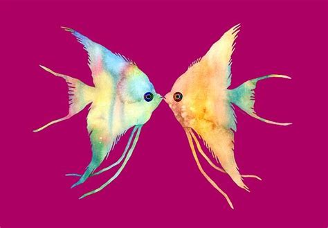 Angelfish Kissing By Hailey E Herrera For Sale At Fineartamerica Com
