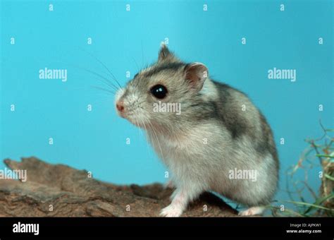 Dwarf Hamster Phodopus Sungorus Siberian Hamster Russian Hamster Stock