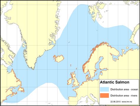 Salmon Atlantic Institute Of Marine Research