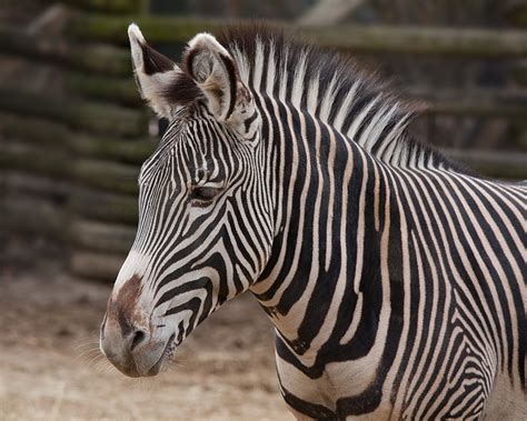 The Multicolored Diary: Z is for Zebras (Folktales of Endangered Species)