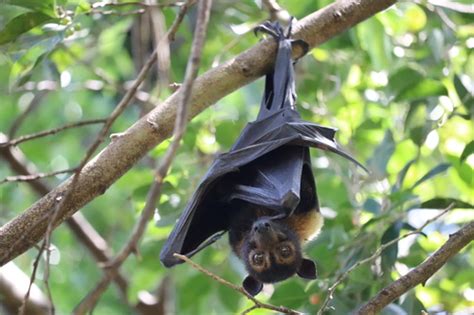 Spectacled Flying Fox Pteropus Conspicillatus · Inaturalist