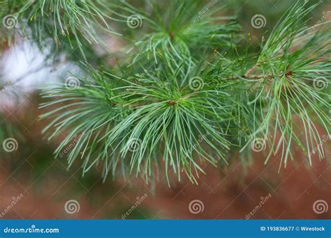 Shallow Focus Closeup Shot Of An Evergreen Tree Needles Stock Image
