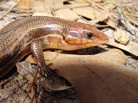 Broad Headed Skink Plestiodon Laticeps Amphibians And Reptiles Of