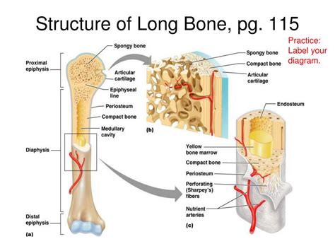 Ppt Chap 6 Bones And Skeletal Tissue Powerpoint