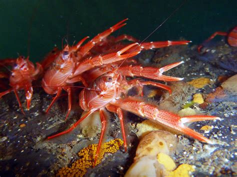 Crabby Visitors | California Academy of Sciences