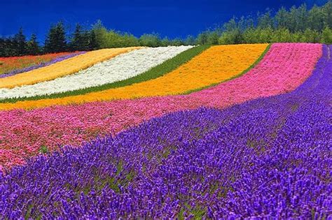 Top 15 Flower Fields In The World World Top Top