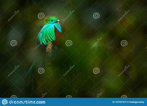 Red Green Resplendent Quetzal Is Flying In Blur Forest Background 4k Hd