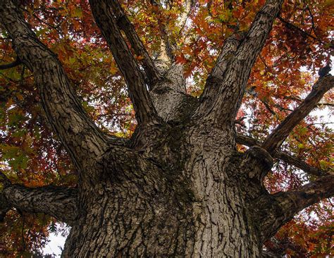 Majestic Tree Photograph By Jim Culler