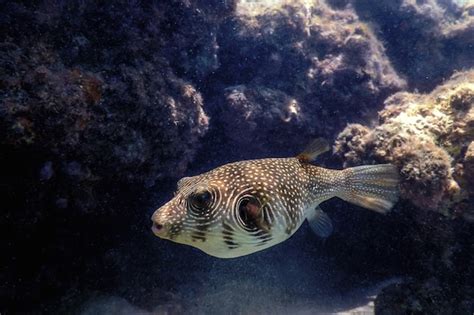 Premium Photo White Spotted Puffer Underwater Arothron Hispidus