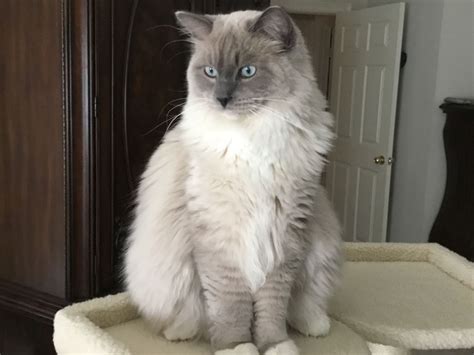 My Blue Mink Mitted Ragdoll Blue Valentino Looking Very Regal