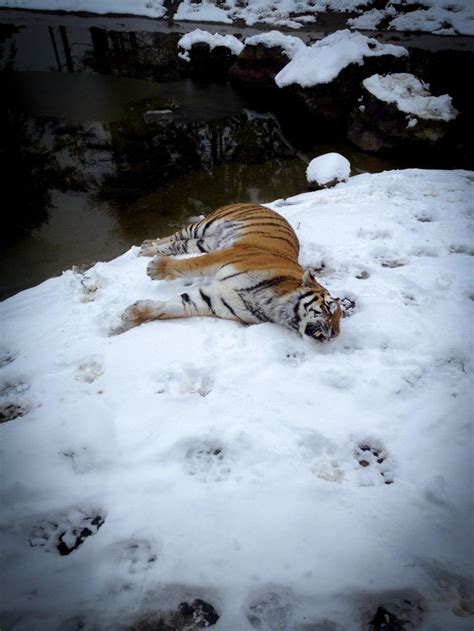 Amur Tiger Aka Siberian Tiger Panthera Tigris Altaica In The Snow