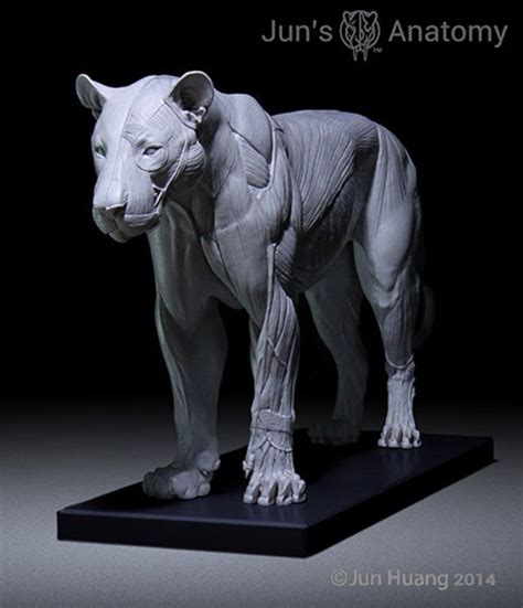 Lion Anatomy Model Th Scale Flesh Superficial Musclesculpture