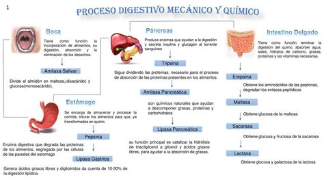Proceso digestivo mecánico y químico Josue Tosta uDocz