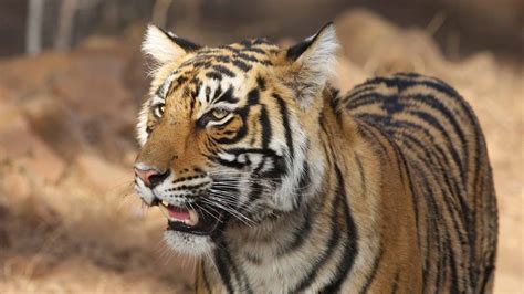 What Is The Best Place To See Tigers In India Natural World Safaris