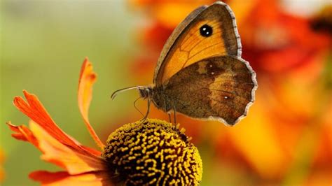 Big Butterfly Count Sightings Worryingly Low Say Uk Conservationists