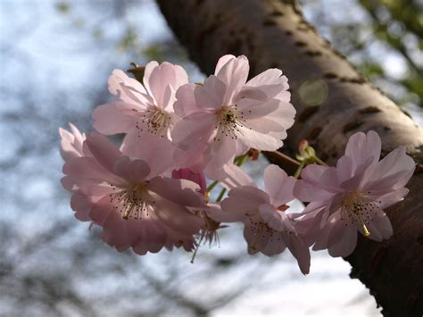 Cherry Blossom At Kingston Lacy Blossom Kingston Lacy Cherry Blossom