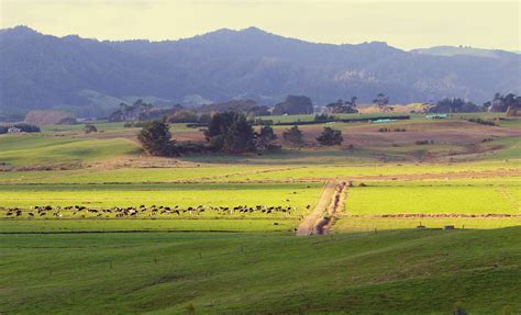 New Zealand Is Covered In Grasslands New Zealand Nature Guy