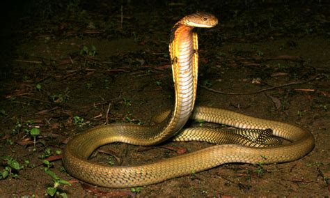 List Of Top 10 Most Dangerous Snakes In India The Deadliest Snakes Of