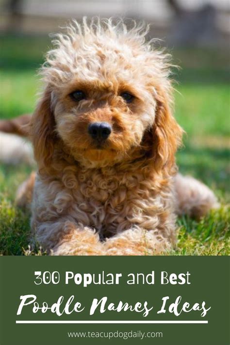 300 Popular And Best Poodle Dog Name Ideas Best Dog Names Cute Names