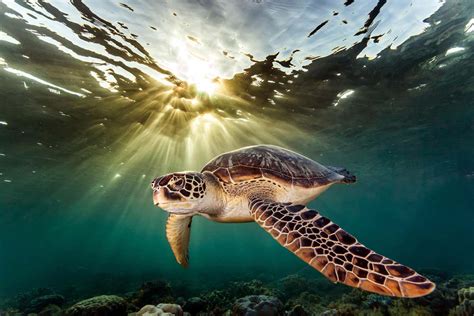 Sea Turtles Sometimes Get Really Lost In The Ocean On The Way Home