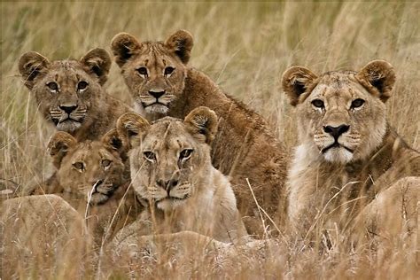 The Seven Species Of Wild Cats Of Africa