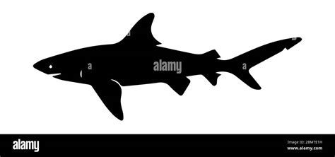 Shark Silhouette On White Background Stock Photo Alamy